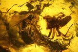 Two Fossil Flies (Diptera) & Two Spiders (Araneae) In Baltic Amber #159796-1